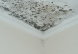 ceiling mold damage